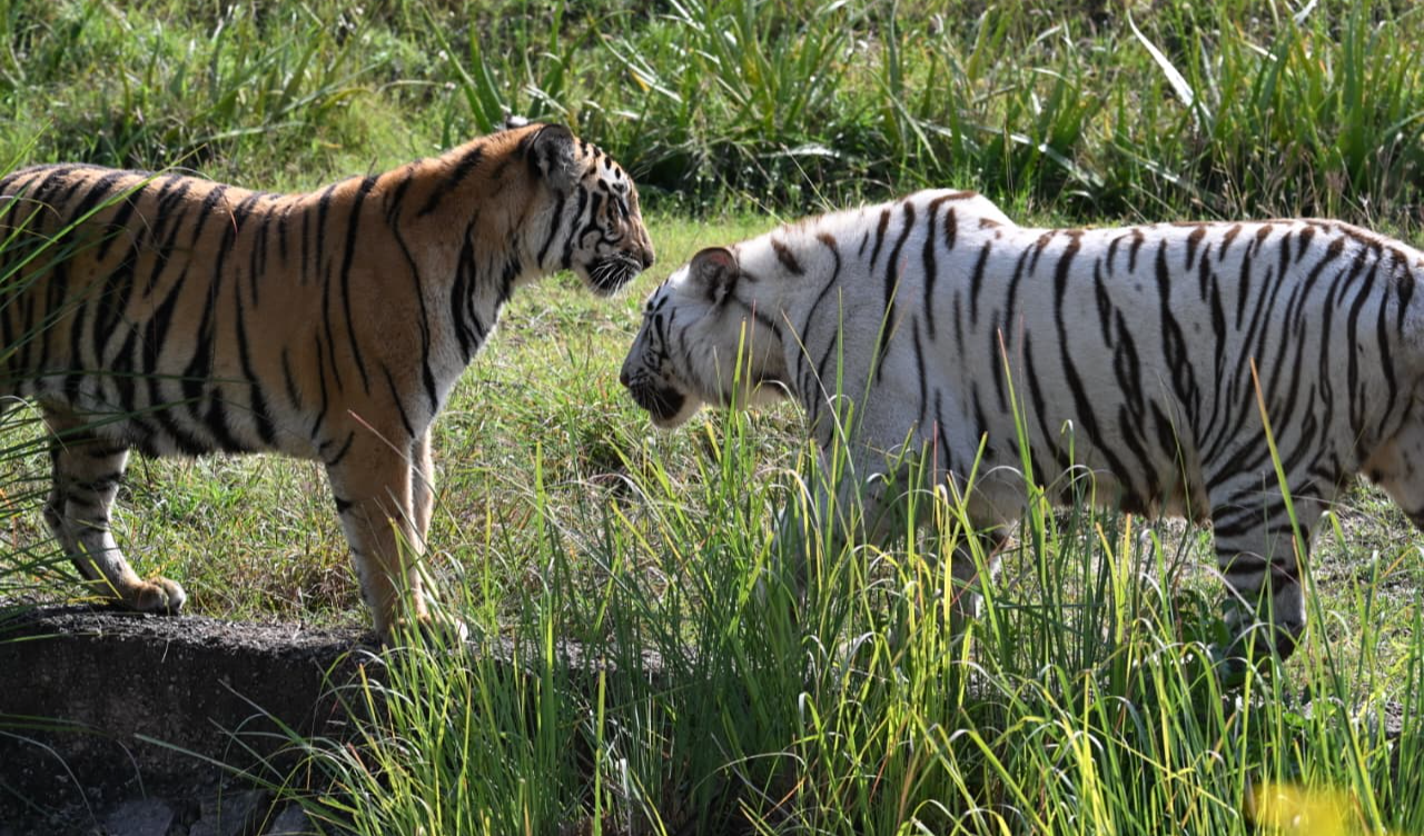 नाहरगढ़ जैविक उद्यान में लायन सफारी बनी पर्यटकों की पहली पसंद