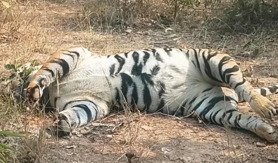 मध्य प्रदेश के शहडोल जिले में दो बाघ मृत पाए गए, जांच शुरू