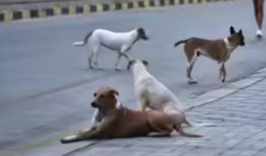 Case Registered Over Alleged Mass Ki*ling of Stray Dogs in Telangana’s Nagarkurnool District