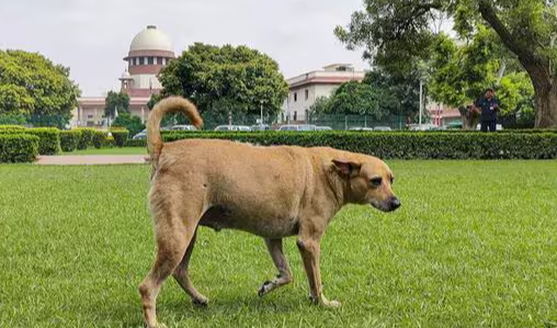 Delhi Teachers Assigned to Conduct Citywide Stray Dog Count