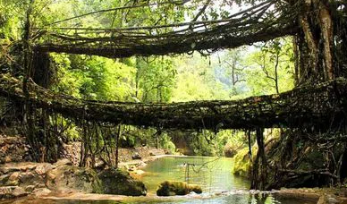 India Submits Meghalaya’s Living Root Bridges for UNESCO World Heritage Recognition