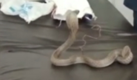 मथुरा में अजीब मामला: सर्पदंश के बाद युवक सांप को जेब में लेकर अस्पताल पहुंचा