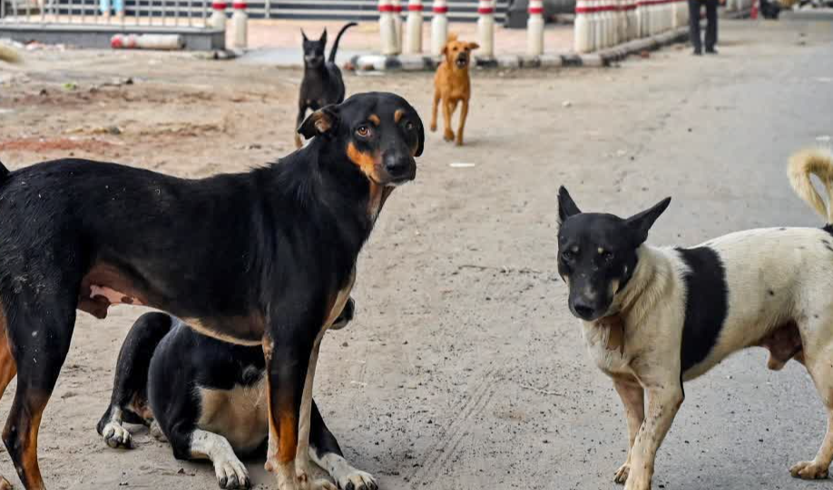कुत्तों के काटने के मामलों में भारी मुआवज़े का संकेत, सुप्रीम कोर्ट ने जिम्मेदारी तय करने की बात कही