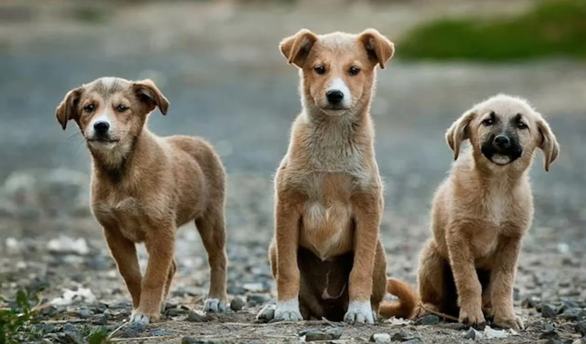 नागरकुर्नूल में आवारा कुत्तों की असामान्य मृत्यु का मामला दर्ज, प्रशासन ने शुरू की विस्तृत जांच