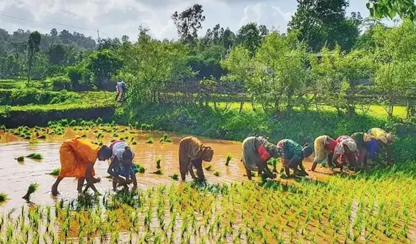 भारत–अमेरिका व्यापार समझौते पर दुग्ध और कृषि क्षेत्र की स्थिति स्पष्ट, अमूल प्रबंधन ने जताई किसानों की सुरक्षा की बात